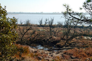 Giralagune, la Laguna del Mort a Eraclea